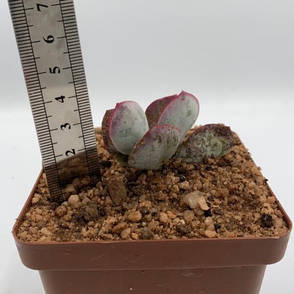 IMG_6870 Cotyledon orbiculata 'Huisrivier Pass'